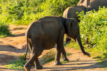 Herds of Elephants in the Udawalawe National Park on Sri Lanka.