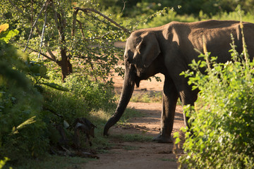 Fototapeta premium Herds of Elephants in the Udawalawe National Park on Sri Lanka.