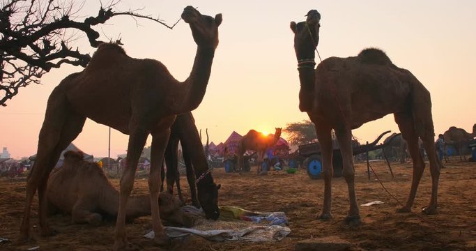 Camels at Pushkar mela camel fair festival in field eating chewing at sunrise. Pushkar, Rajasthan, India