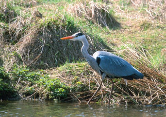 Graureiher Ardea cinerea