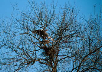 Graureiher Ardea cinerea