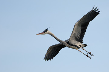 Graureiher Ardea cinerea