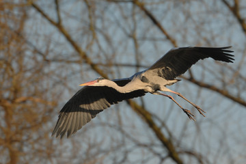 Graureiher Ardea cinerea