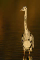 Graureiher Ardea cinerea