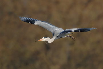 Graureiher Ardea cinerea