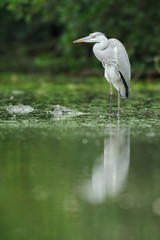Graureiher Ardea cinerea