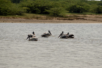 A group of pelicans on water, white Pelicans swimming and searching for food on the lake