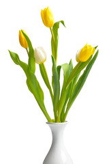 Vase with beautiful tulip flowers on white background