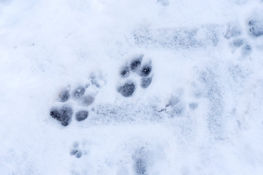Close-up of animal tracks in the snow. Space for lettering or design