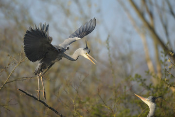 Graureiher Ardea cinerea