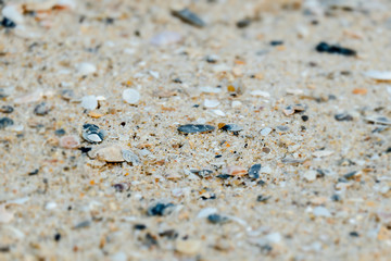 Sand and small seashells on the beach  close up against the blue sea. nature style background or noise and soft focus or blur.