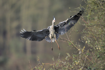 Graureiher Ardea cinerea