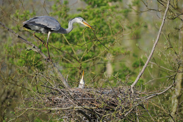 Graureiher Ardea cinerea