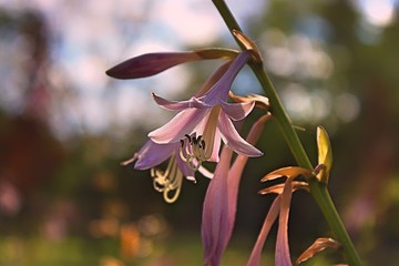 Flower that can be used different ways 