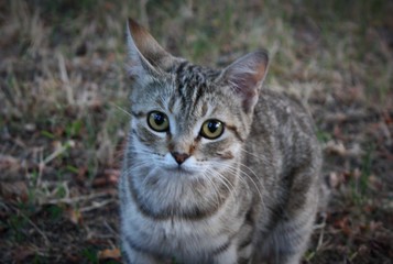 Cat is looking to you as it is asking for something