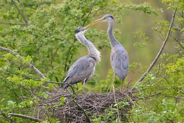 Graureiher Ardea cinerea