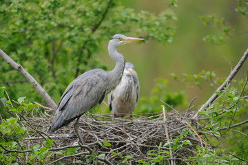Graureiher Ardea cinerea