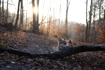 welsh corgi pembroke spacer z psem w lesie © Zuz