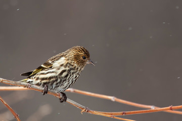 Pine Siskin, Spinus pinus, in snow