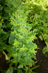 Fresh lettuce grows in the garden on a Sunny summer day. The texture of the greens.