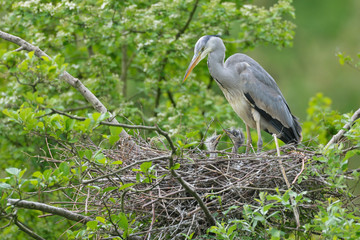 Graureiher Ardea cinerea