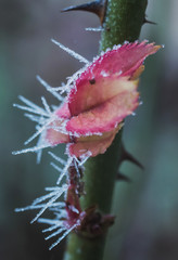 Fototapeta premium Trees and greenery covered with ice crystals in the form of icicles. Frosts with frost loss