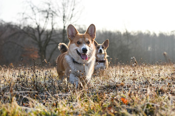 welsh corgi pembroke psy na porannym spacerze © Zuz