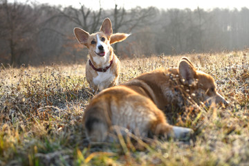 welsh corgi pembroke psy na porannym spacerze © Zuz