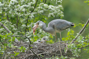 Graureiher Ardea cinerea