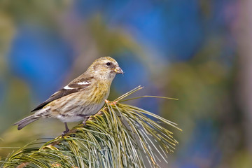 Female White-winged Crossbill, Loxia leucoptera, perched
