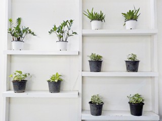 minimal plants in pots on the wall