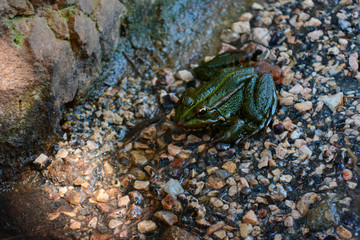 Küss den Frosch