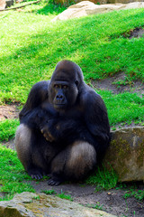 gorilla portrait