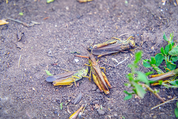 Locusts on the ground. Macro, close-up. Locust invasion