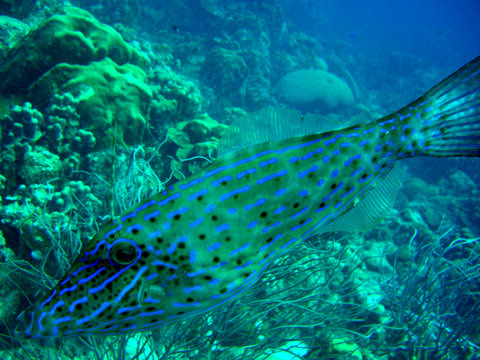 รูปภาพFilefish – เลือกดูภาพถ่ายสต็อก เวกเตอร์ และวิดีโอ2,037 | Adobe Stock