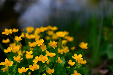 yellow flowers