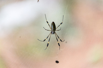 Trichonephila clavipes in her web,  Costa Rica