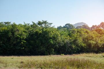The natural landscape Rice field green grass and trees blue sky cloud cloudy landscape background. in the Morning atmosphere