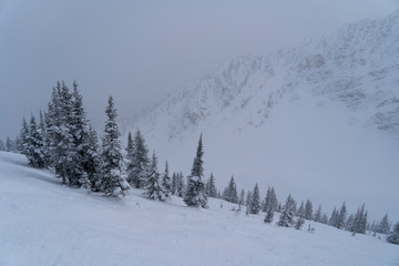 Fototapeta premium winter landscape with trees and snow
