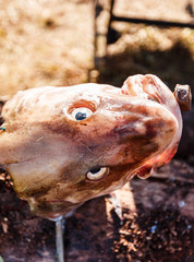 Head of big sea fish with open eyes outdoor sunny