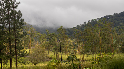 landscape on the edge of the rainforest at the foot of the Arenal volcano, Costa Rica