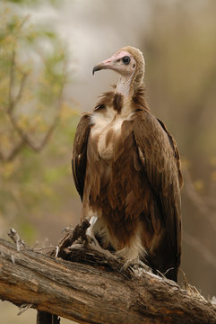 Kappengeier Necrosyrtes Monachus