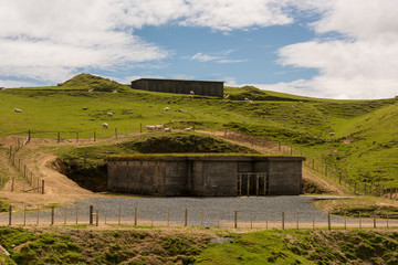 Rolling Fields and Sheep in New Zealand