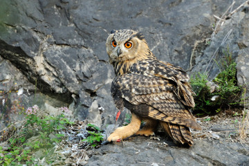 Uhu Bubo bubo