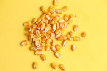 yellow corn in color background