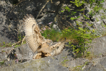 Uhu Bubo bubo