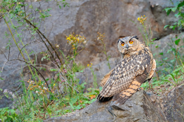 Uhu Bubo bubo