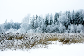 Winter landscape with snowy frost on a very high winter day