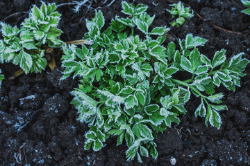 Trees and greenery covered with ice crystals in the form of icicles. Frosts with frost loss