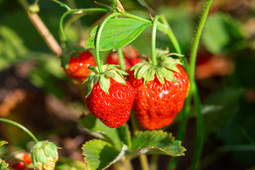 Ripe tasty ready for harvest red strawberries growing on garden